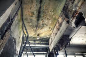 Reliable Feasterville, PA Mold Inspection Solutions